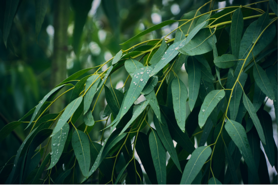 EUCALYPTUS & LIME
