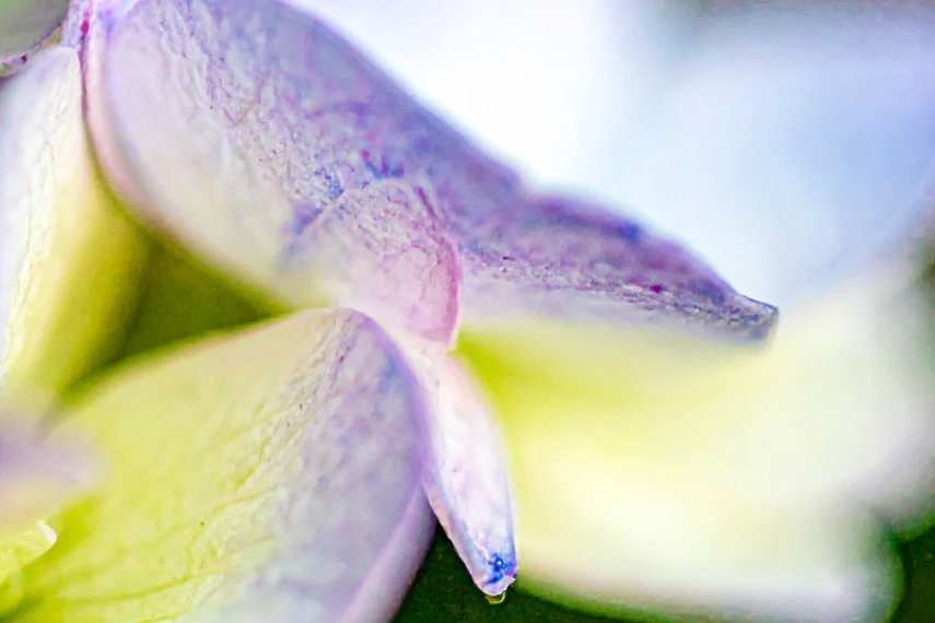 LAVENDER & JASMINE