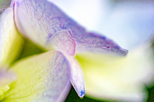 LAVENDER & JASMINE